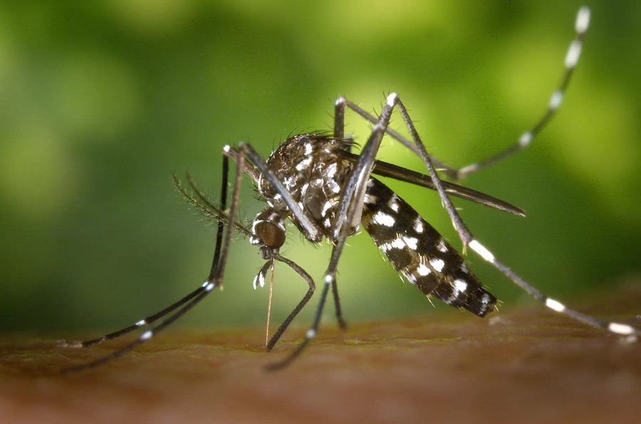 mosquito-Aedes-aegipty-microcefalia