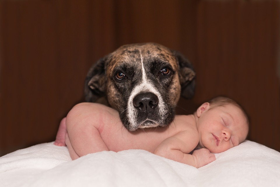 como acostumar o cachorro com o seu bebê