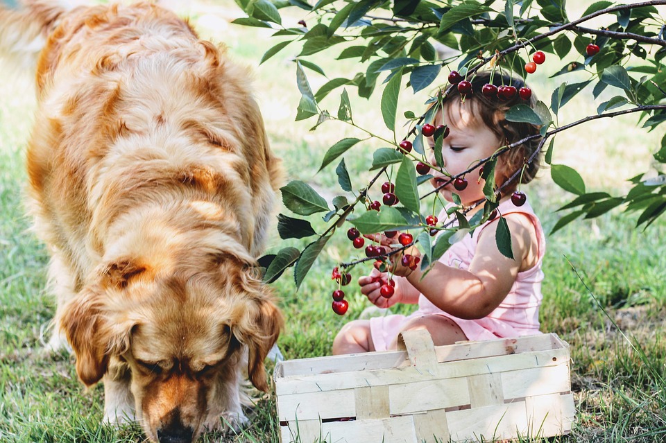 dicas para acostumar o cachorro com o bebê