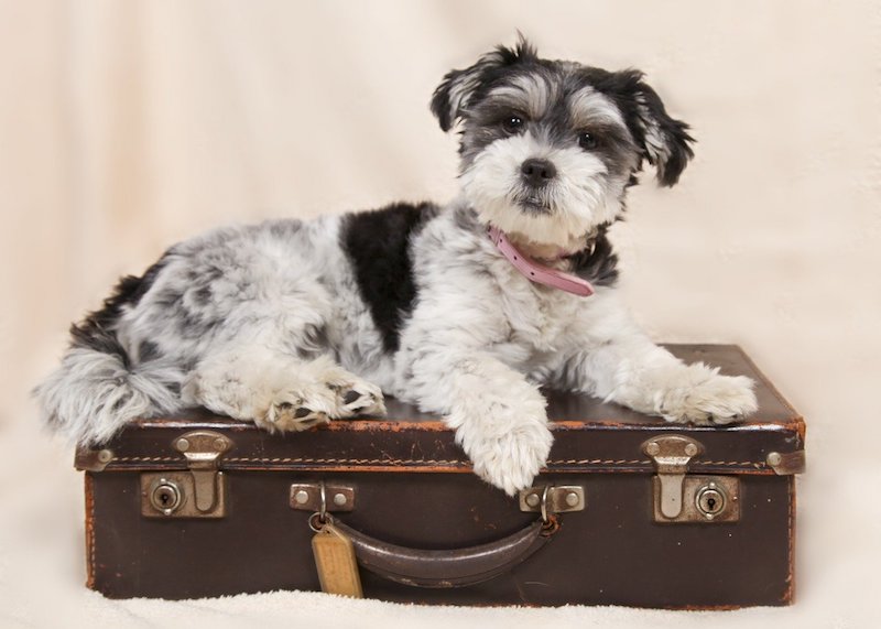 viajar com pets